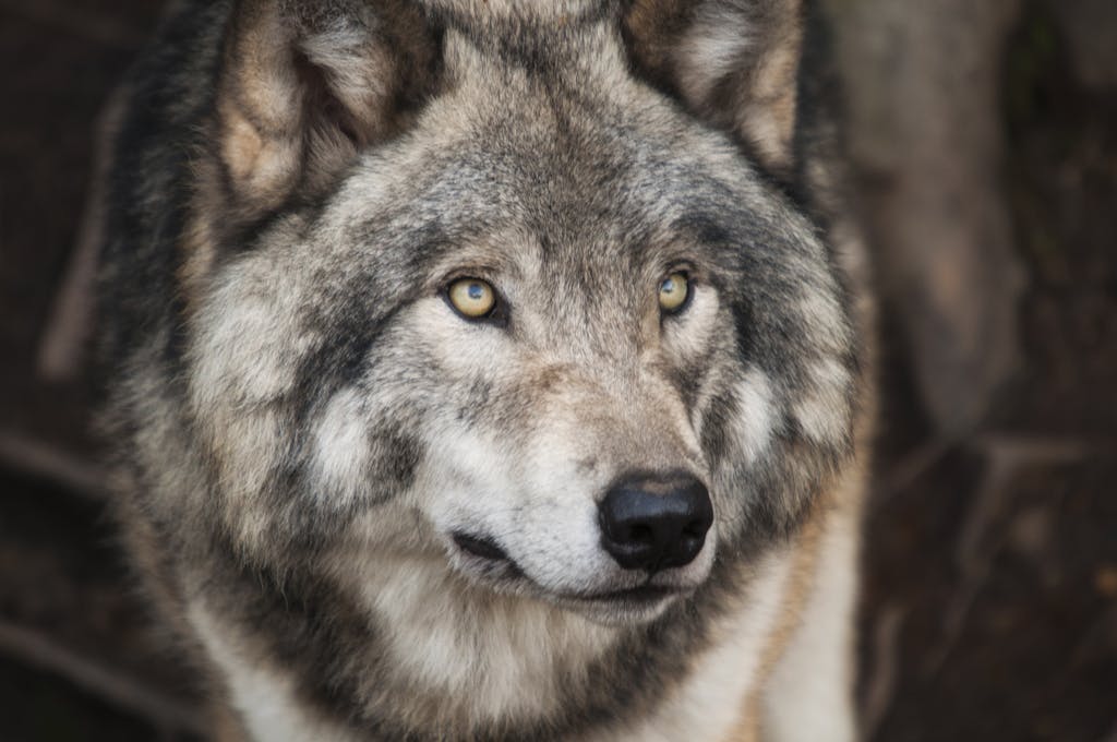 Grey and White Wolf Selective Focus Photography