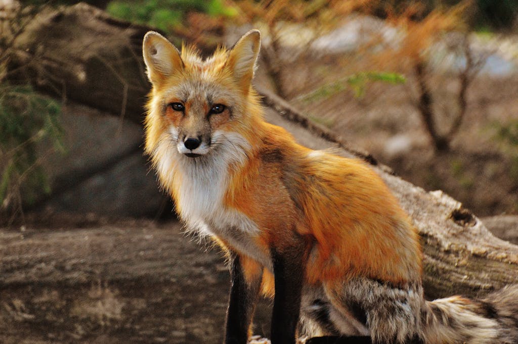 Photography of Tan White Fox. Therianthropy.